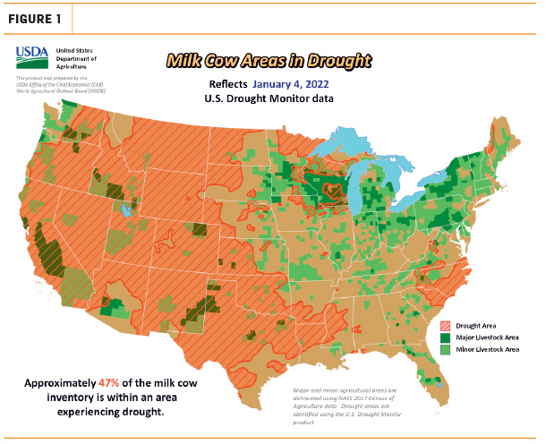 cow drought areas