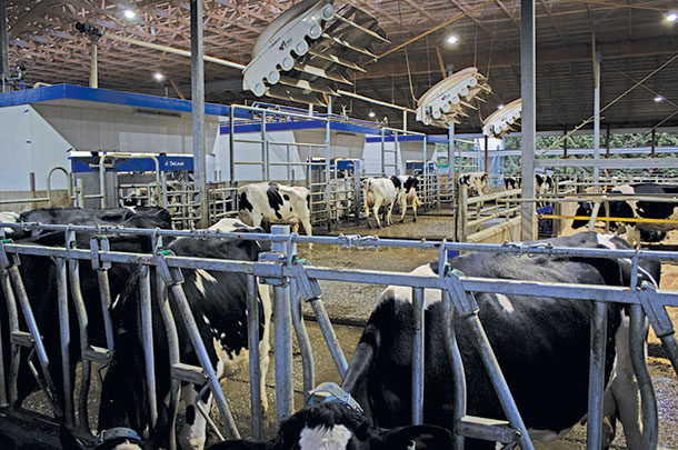 Automated milking