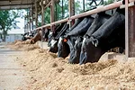 Cattle at the feedbunk