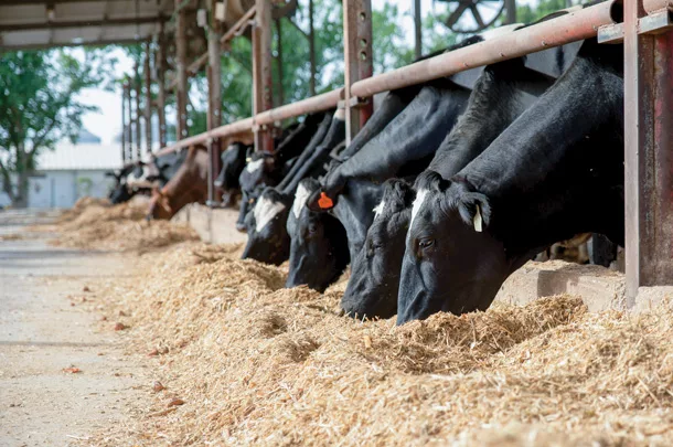Cattle at the feedbunk