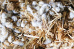 Whole cottonseed