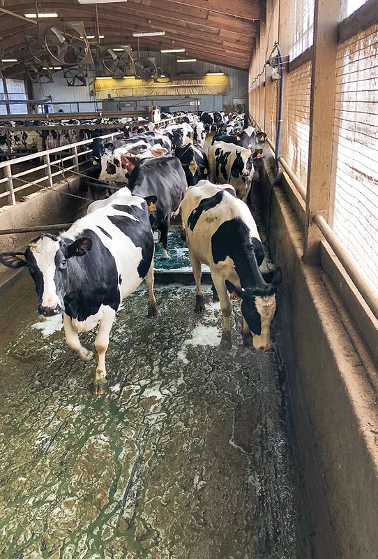 Footbath