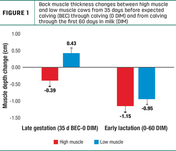 Back muscle thickness changes between high muscle and low muscle