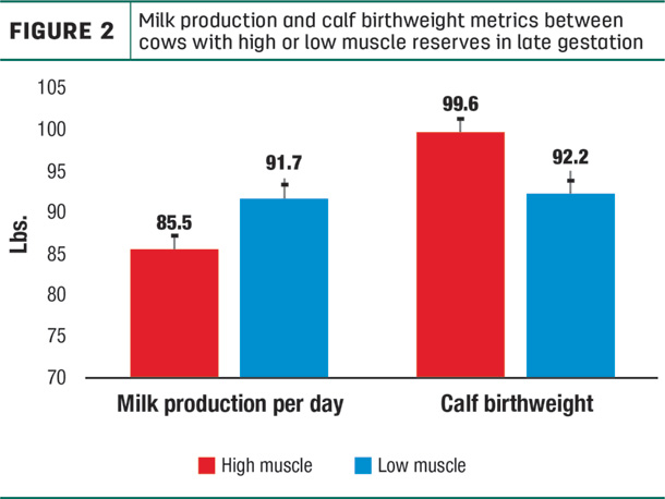 Milk production and calf birthweight between cows 