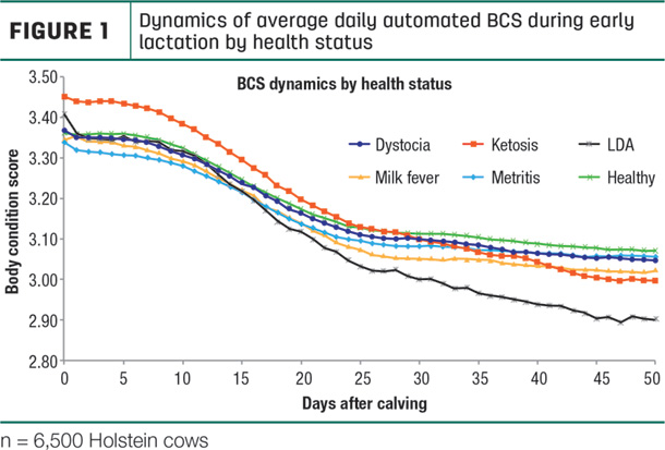 dynamics of average daily automated BCS during early lactation