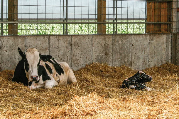 Cow calf pair