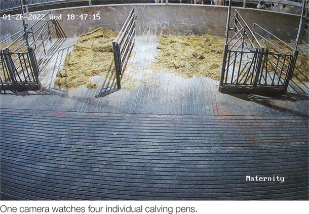 One camera watches four individual calving pens