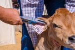 tagging a jersey calf