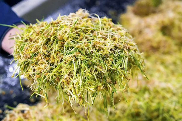 hydroponic forage