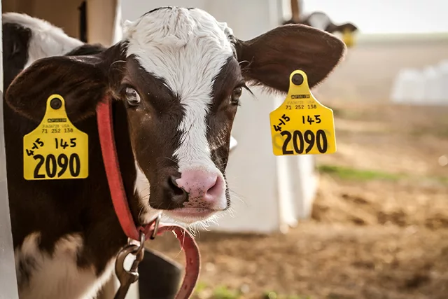 Tagged calf