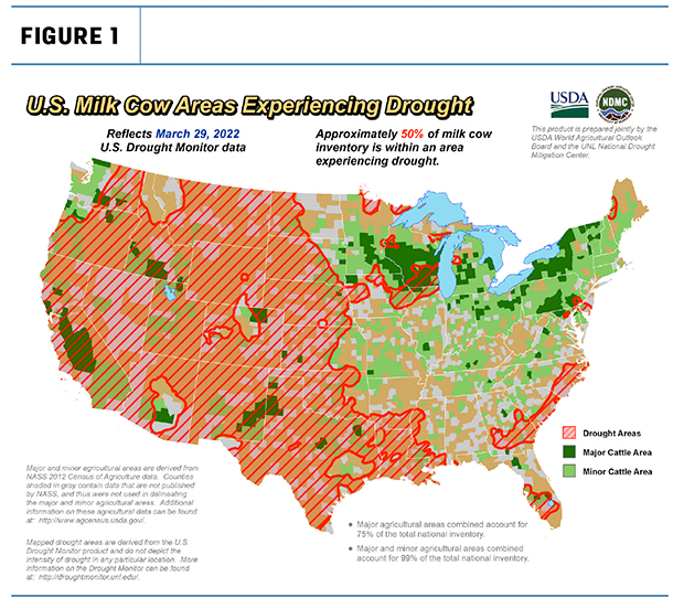 dairy cow drought areas