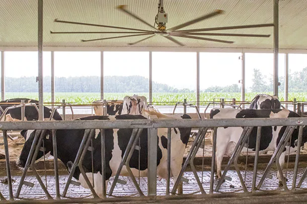 0722pd Cattle in the barn