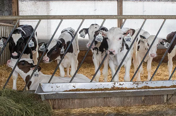 Calves in a pen
