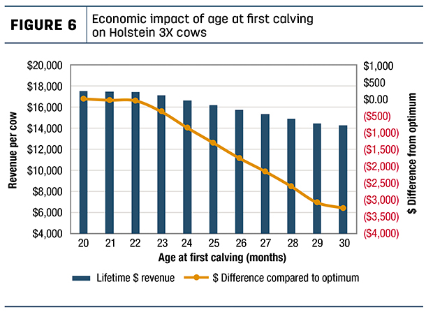 Economic impact of age at first calving on Holstein 3X cows