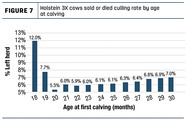 Holstein 3X cows sold or died culling rate by age at calving