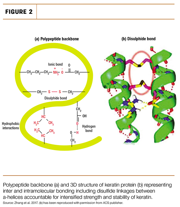 Polypeptide backbone