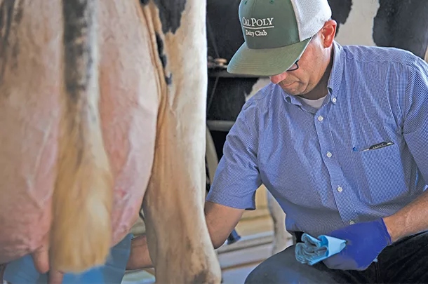 0822pd treating a cow