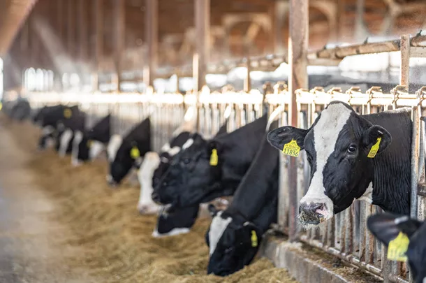 Cows at the feedbunk