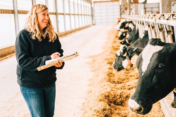Checking cows