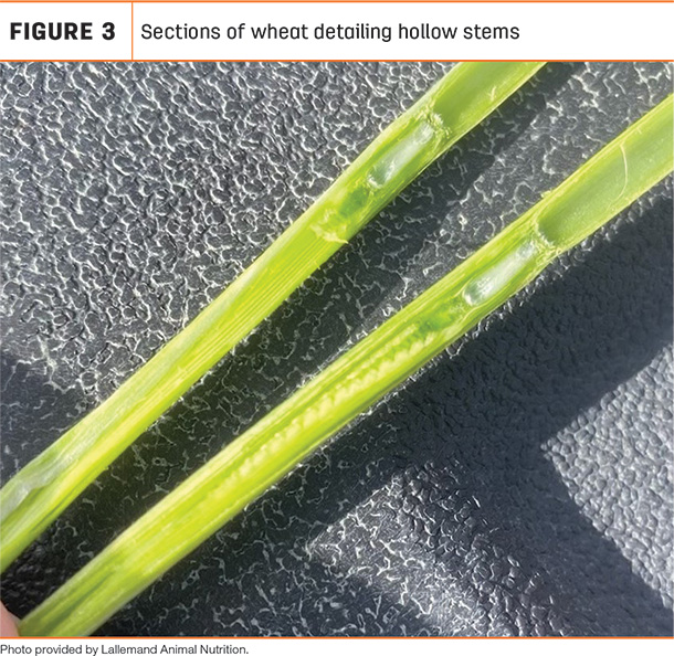 Sections of wheat detailing hollow stems