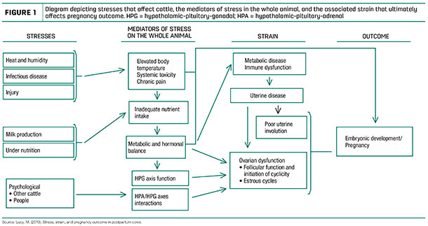 Diagram depicting stresses that affect cattle