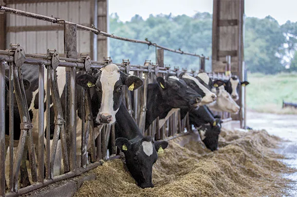 Cattle at the feedbunk