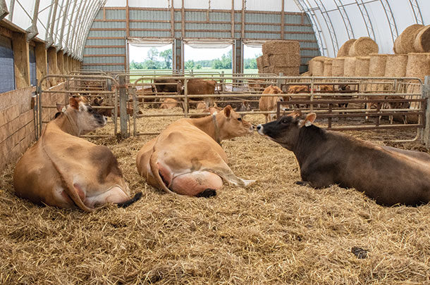 5 tips for a successful dry period - Progressive Dairy | Ag Proud