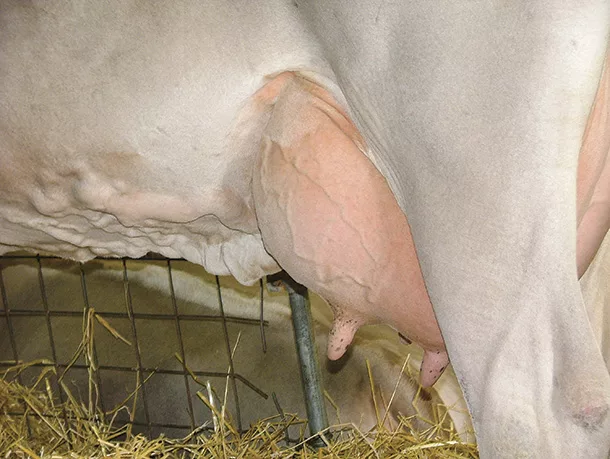 cow udder