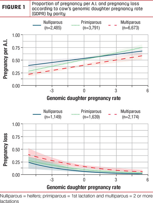 Proportion of pregnancy per A.I. and pregnancy loss by parity