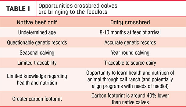 Opportunities crossbred calves are bringing to the feedlots