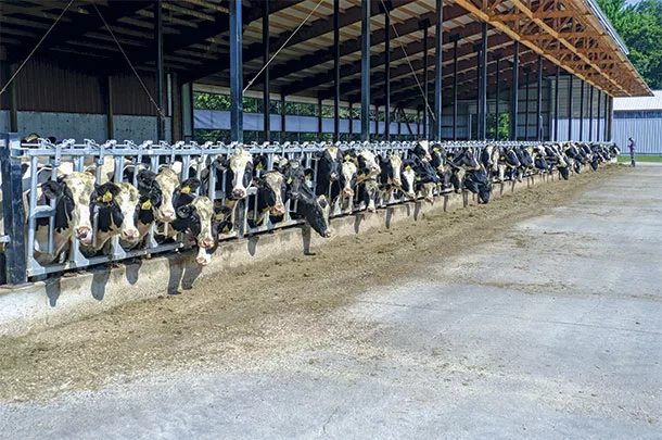 Cattle at the feedbunk