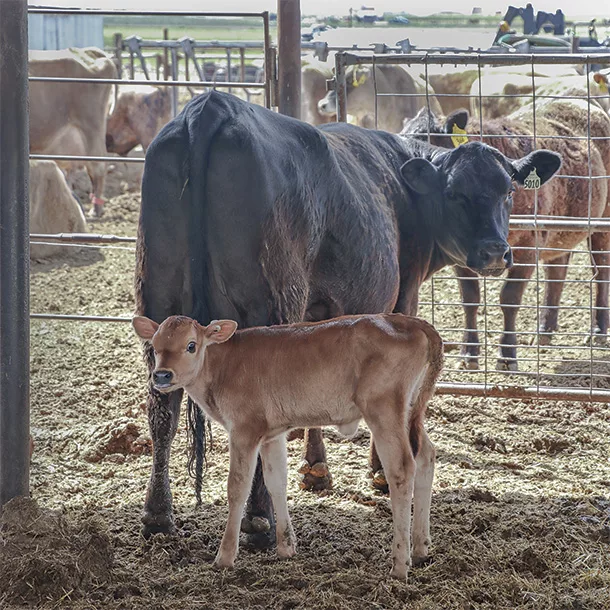 cow calf pair
