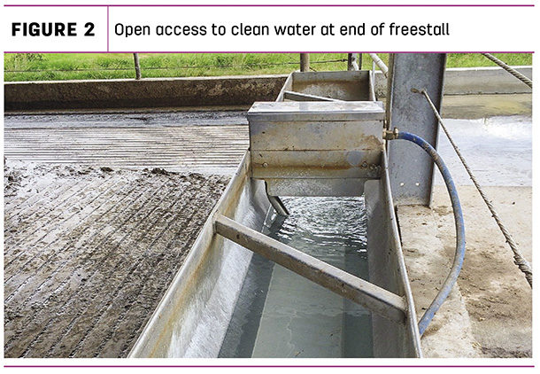 Open access to clean water at end of freestall