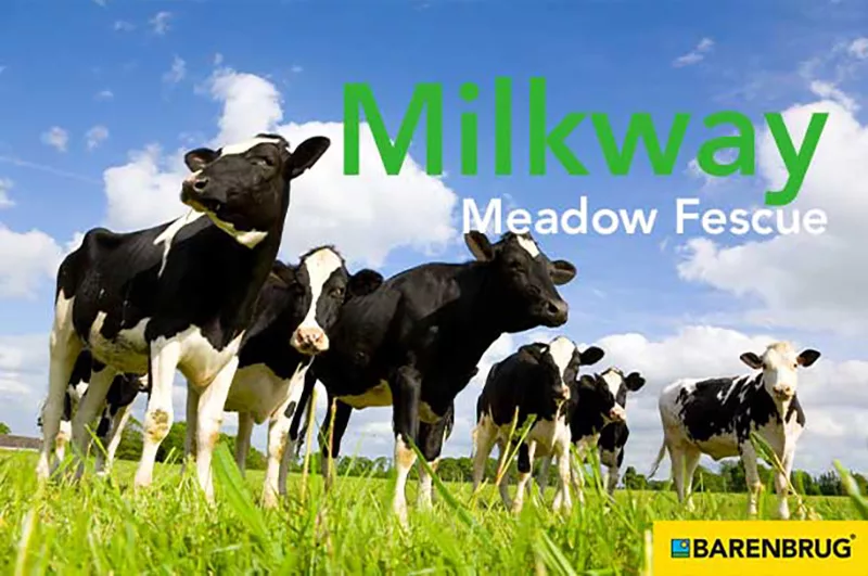 Barenbrug - Milkway