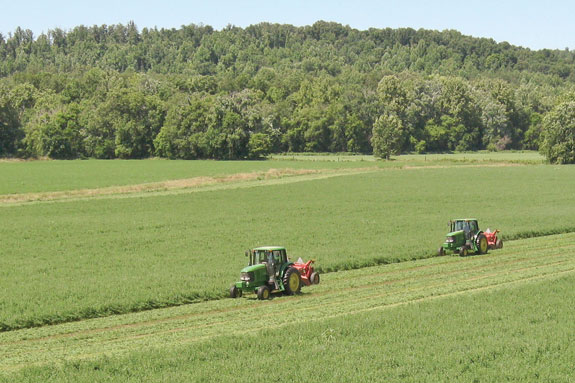 cutting alfalfa