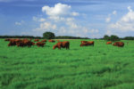 Cattle in grass