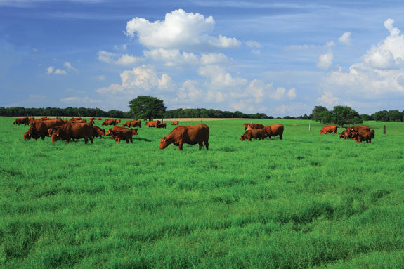 Cattle in grass