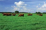 Cattle in grass