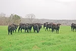 Cattle in pasture