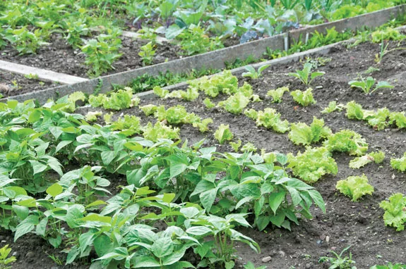 garden