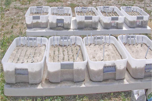 Germination tests 