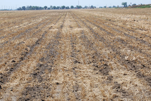 strip tillage