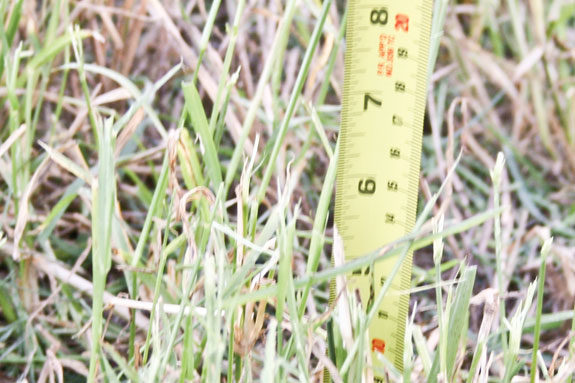 Measuring grass