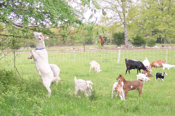 Goats grazing