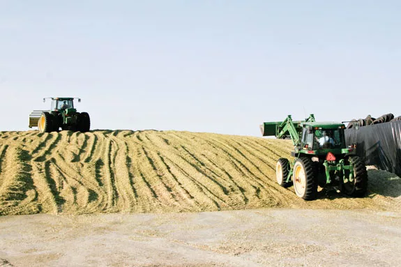 silage