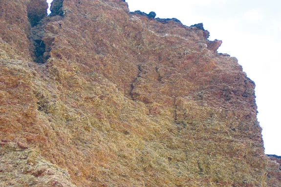 silage