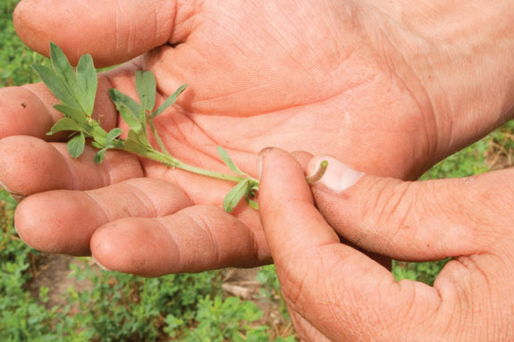 checking crop