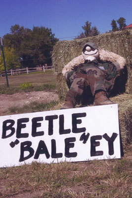 Beetle Bailey made out of hay