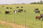 Cattle in pasture
