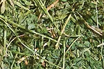 alfalfa
